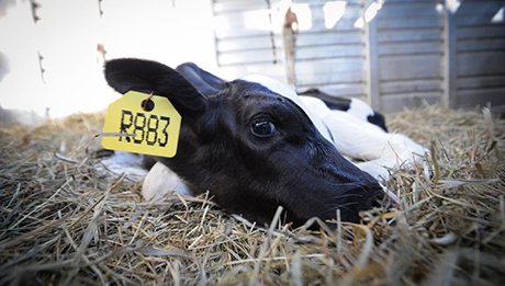 The Ghosts in Our Machine